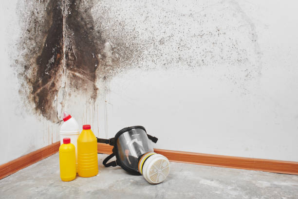 Best Mold Damage Repair  in Parkland, WA