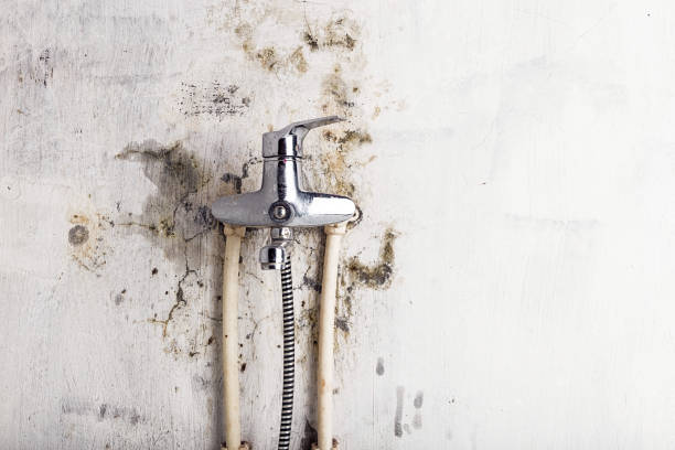 Best Local Mold Removal Service  in Parkland, WA