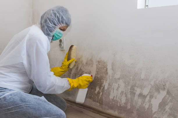 Best Emergency Mold Removal  in Parkland, WA
