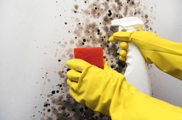 Attic Mold Removal in Parkland, WA