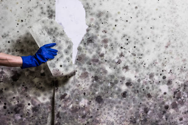 Best Black Mold Removal  in Parkland, WA