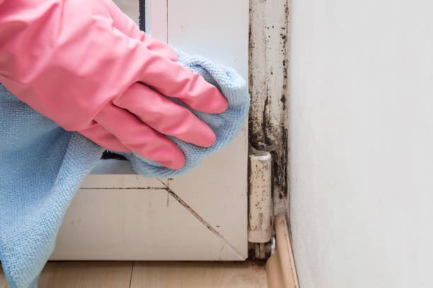 Best Mold Removal Near Me  in Parkland, WA