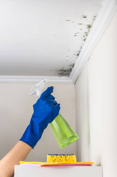 Best Mold Removal Company Near Me  in Parkland, WA